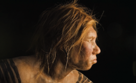 Neandertalac, rekonstrukcija